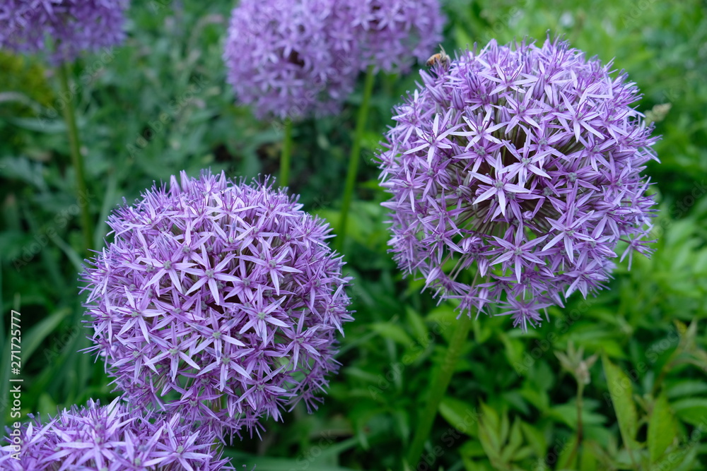 Purple bulbs of Flowering Onion (Allium 'Gladiator') Purple bulbs of Flowering Onion (Allium 'Gladiator')