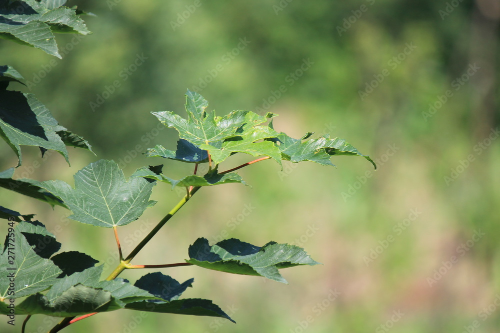 Close up tree leaf photo Close up tree leaf photo