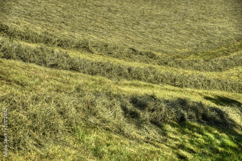 Wiese, Feld, Ernte, mähen, Heu, Heuernte, mähen, gemäht, Hang, Landwirtschaft, Bergbauer, Osttirol, Lienz, Gras, trocknen, Alpenhauptkamm, Sommer, Jahreszeit, Wolken, Himmel, Lienzer Dolomiten, Zentra photo