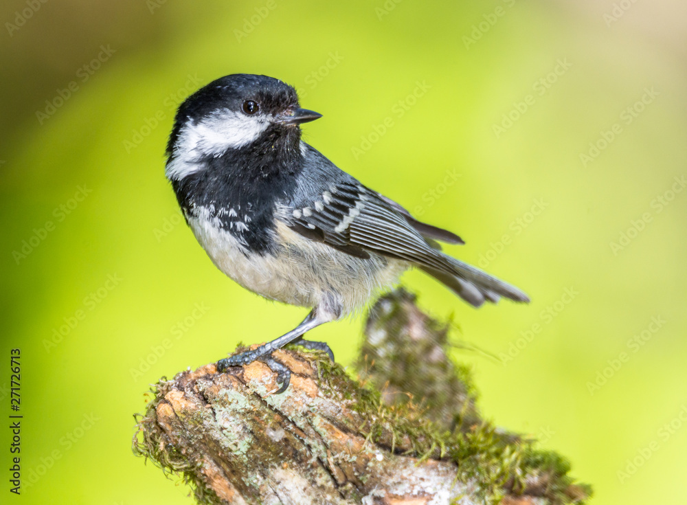 Obraz premium Black tit