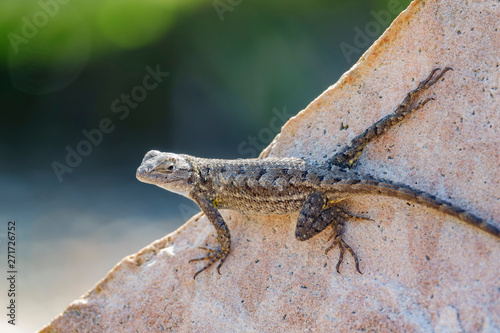 Tableau sur toile Close up shot of a beautiful Lizard