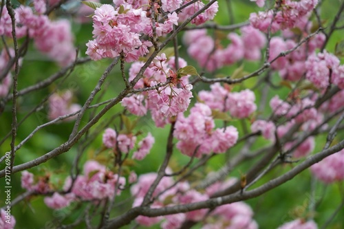 Rosa Kirschblüten 