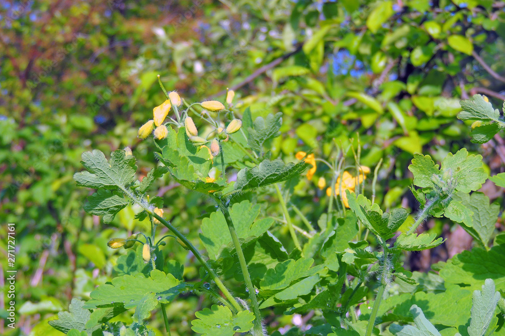 celandine close up celandine close up