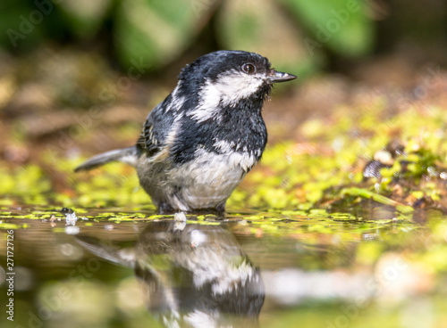 Black tit