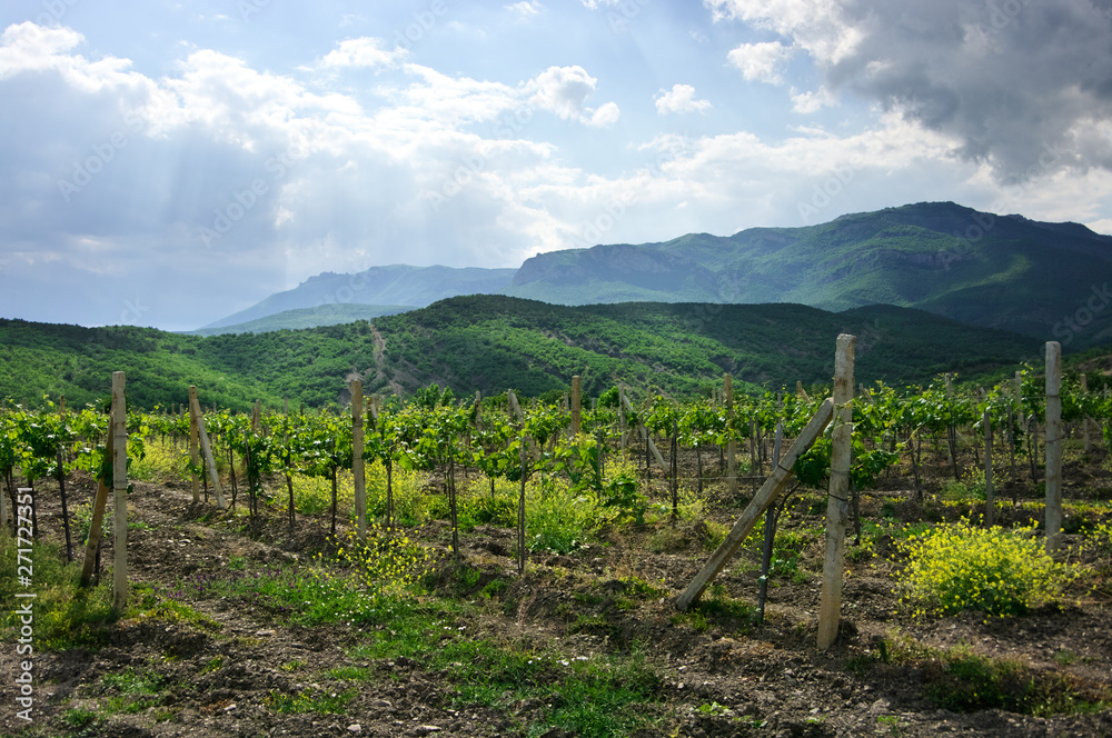 Sunlit young vineyard against mountain