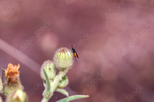 ladybug on flower © Paulo Pereira