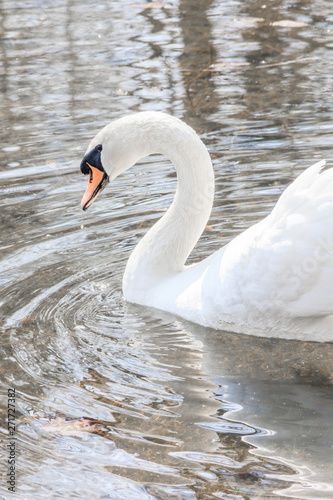 Fototapeta Naklejka Na Ścianę i Meble -  Beautiful white swan on the lake. Waterfowl. White bird.
