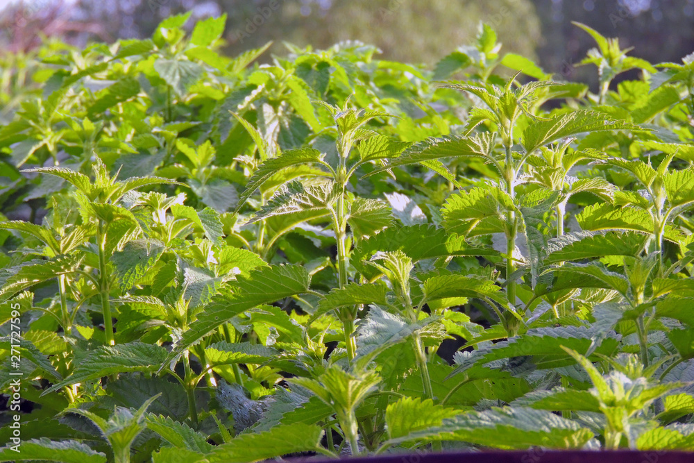 nettle close up