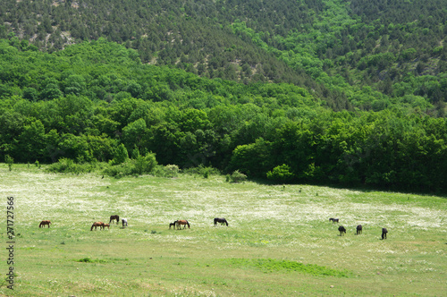 Horses grazing in blooming meadow