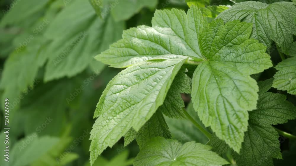 das Blätterwerk einer japanischen Anemone, große, grüne und kräftige Blätter als Busch sind zu sehen, bevor die Blüten kommen das Blätterwerk einer japanischen Anemone, große, grüne und kräftige Blätter als Busch sind zu sehen, bevor die Blüten kommen