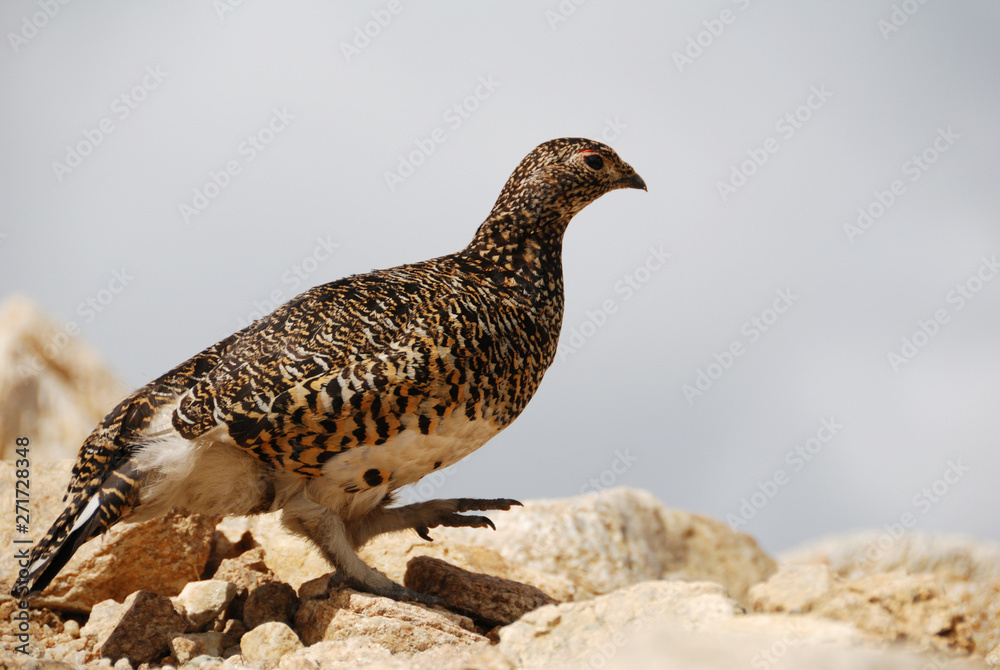 Obraz premium a snow grouse(a ptarmigan) / メスの雷鳥(ヨコ撮)