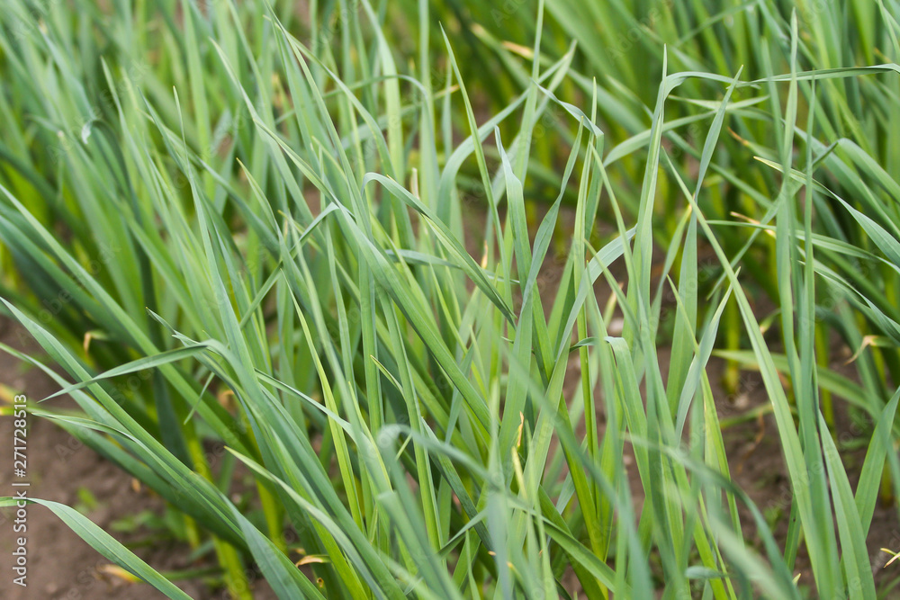 Beautiful green garden view of growing grass. Beautiful green garden view of growing grass.