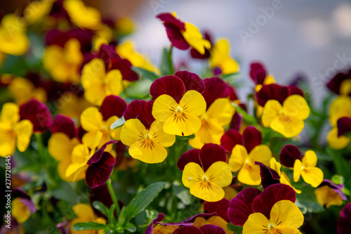 Tricolor violet bloomed in the garden in spring © jeagun