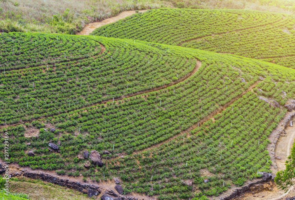 landscape tea plantation Nature background