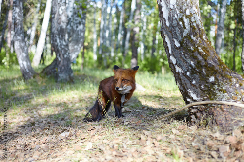 Red little fox in the forest.