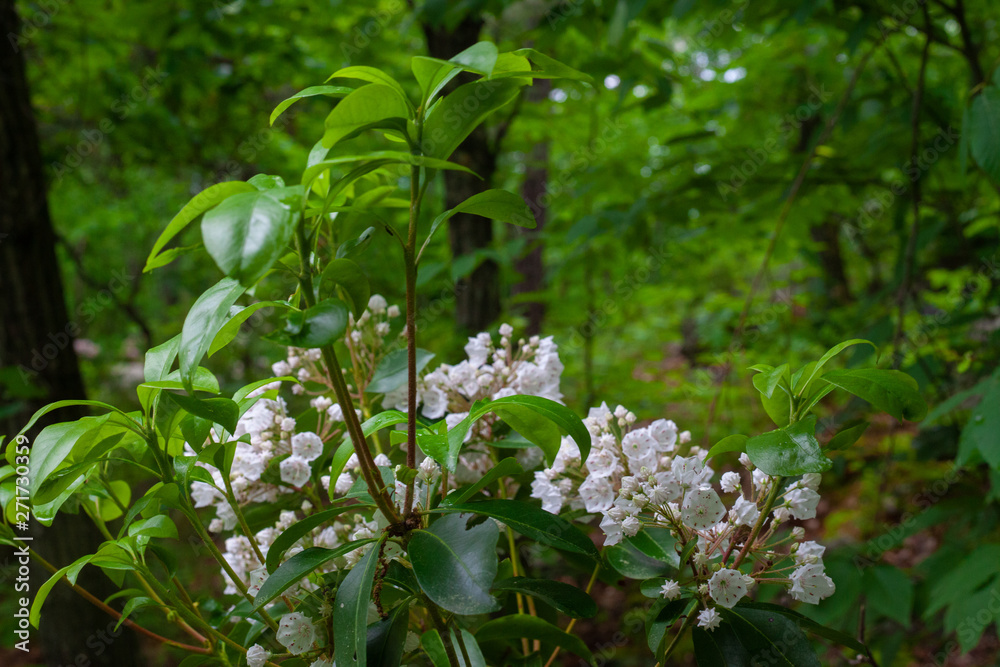 Pennsylvania Mountain Laurel In Bloom - State Flower Of PA