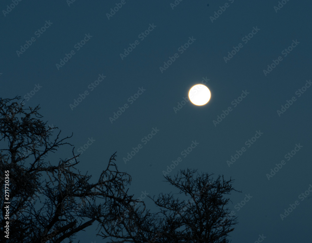 Fototapeta premium Midnight Moon