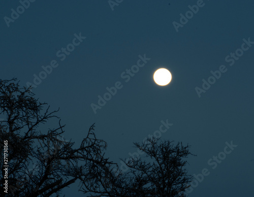 Midnight Moon © Wandering with Gary