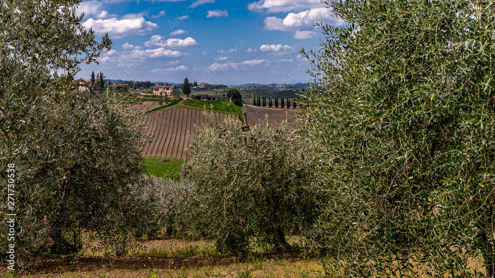 Olivenbäume in der Landschaft der Toskana Italien