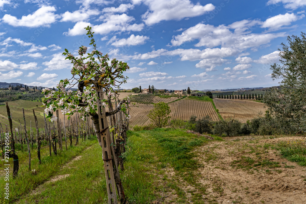 Kirschblüte in den Weinreben der Toskana Italien