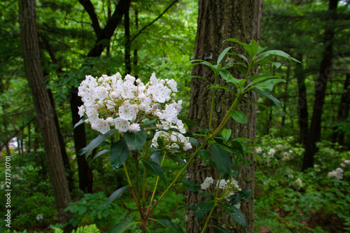 Fototapeta Naklejka Na Ścianę i Meble -  Pennsylvania Mountain Laurel In Bloom - State Flower Of PA