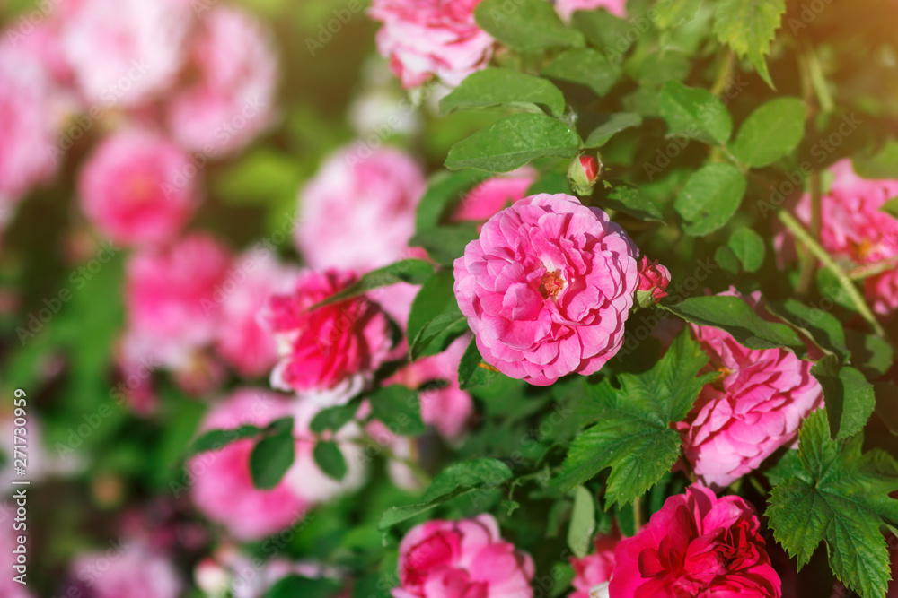 Blossom rose bush in garden, selective focus with copyspace Blossom rose bush in garden, selective focus with copyspace