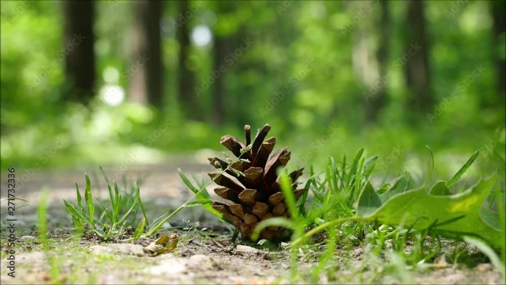 Kiefernzapfen auf dem Waldboden mit Vogelgeräuschen