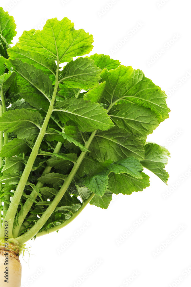 White Radish With Leaves