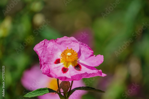 Принти на полотні Close up shot of purple Cistus ladanifer blossom