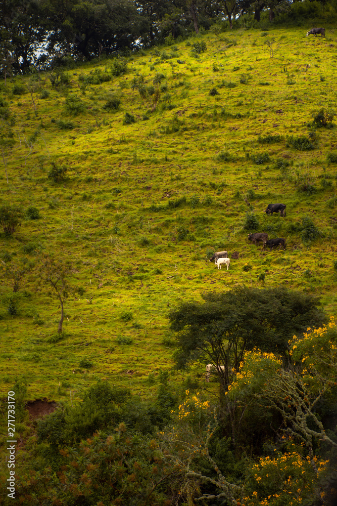 cows graze in the mountains