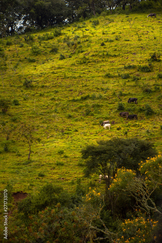 Fototapeta Naklejka Na Ścianę i Meble -  cows graze in the mountains