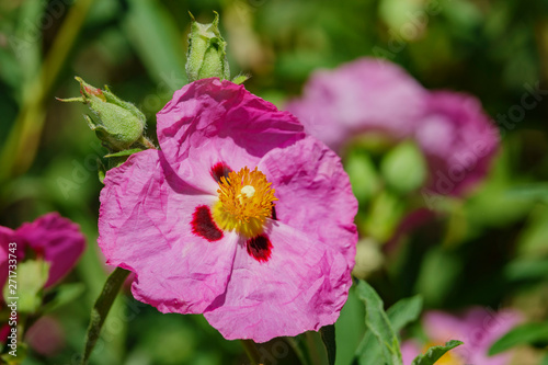 Photos Close up shot of purple Cistus ladanifer blossom