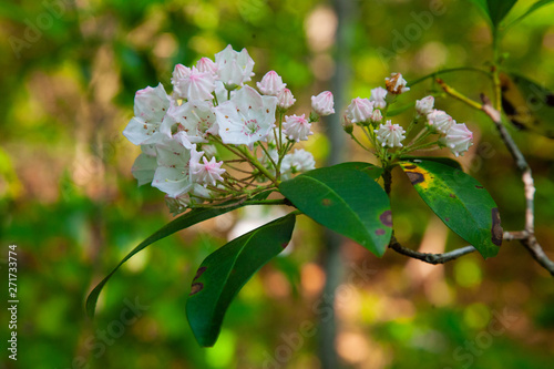 Pennsylvania Mountain Laurel In Bloom - State Flower Of PA