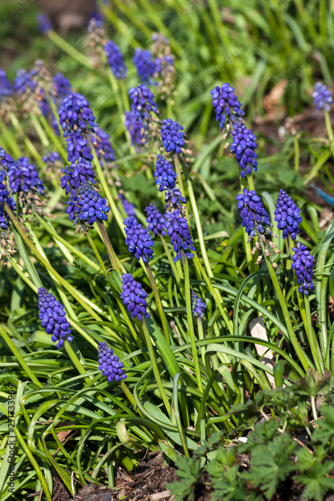 Muscari armeniacum a spring blue perennial bulbous flower plant commonly known as grape hyacinth or Armenian grape