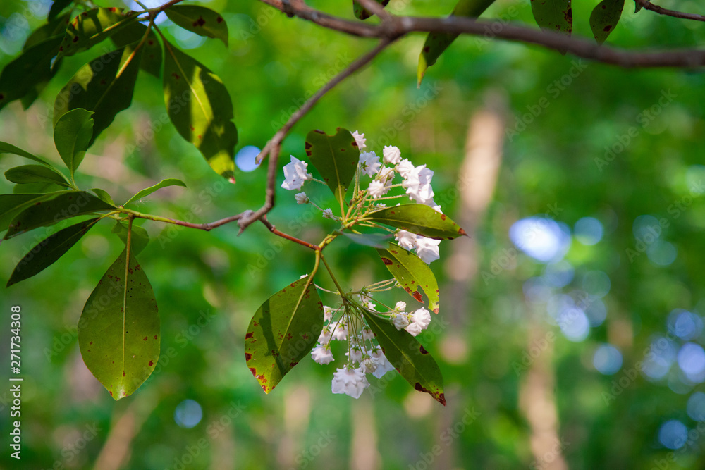 Pennsylvania Mountain Laurel In Bloom - State Flower Of PA Pennsylvania Mountain Laurel In Bloom - State Flower Of PA