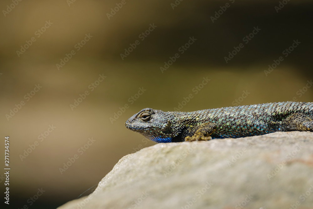 Naklejka premium Close up shot of a beautiful Lizard