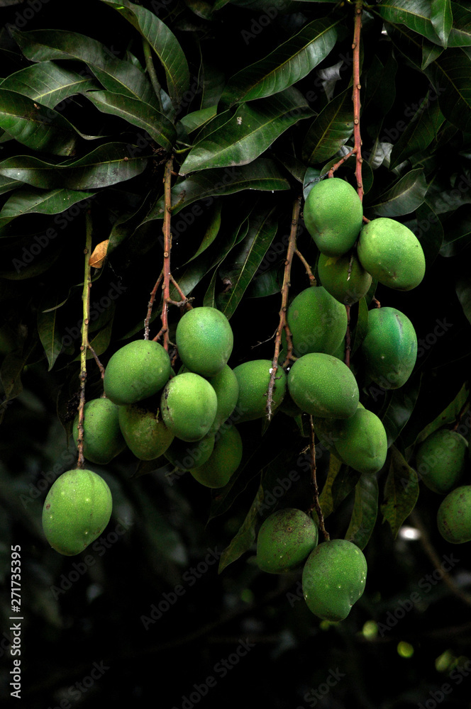 Racimo de mangos verdes aún en el árbol con hojas StockFoto Adobe Stock