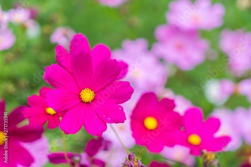 Beautiful flowers background