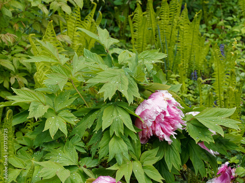 (Paeonia suffruticosa) Floraison de la pivoine arbustive ou pivoine en arbre photo