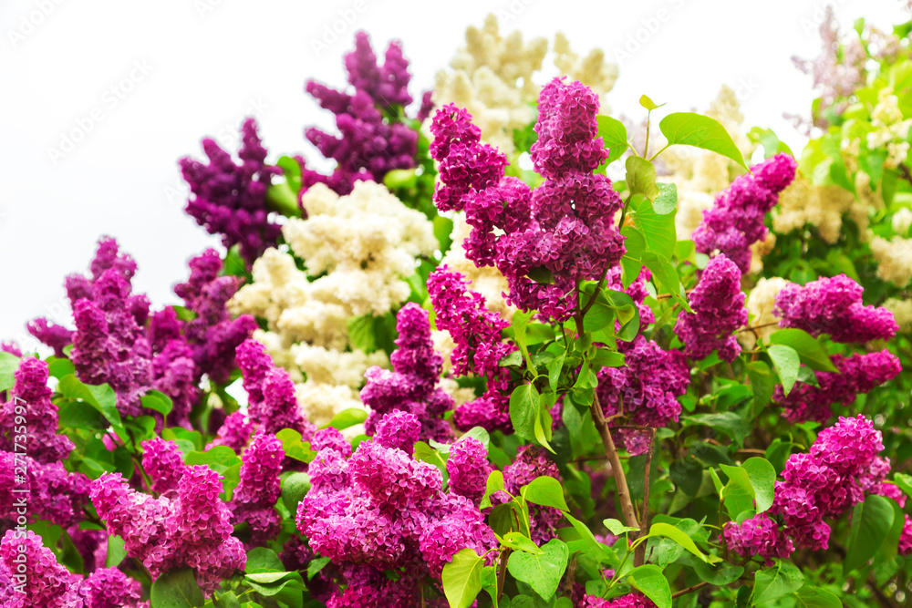 Obraz premium Blooming lilac in the garden.