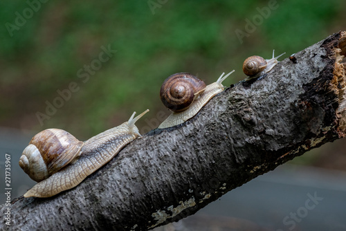 Close up photo of the snails photo