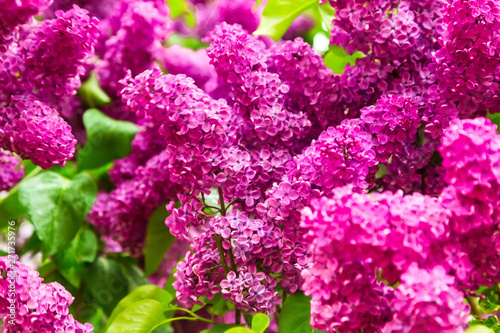 Blooming lilac in the garden.