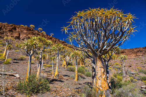 Kiver Tree - Kokerboom Forest, Nieuwoudtville, Namaqualand, Northern Cape province, South Africa, Africa photo