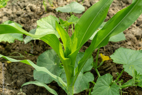 green leaves of corn against the background of the leaves of cucumbers and earth