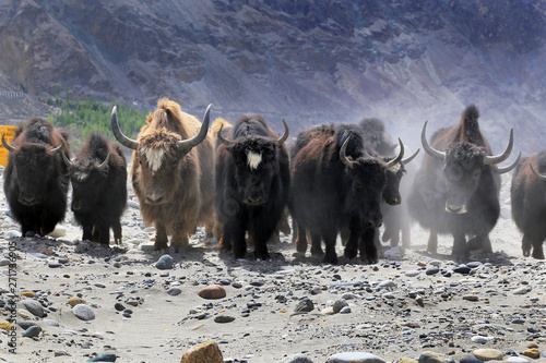 Yaks in Leh, Ladakh, India.