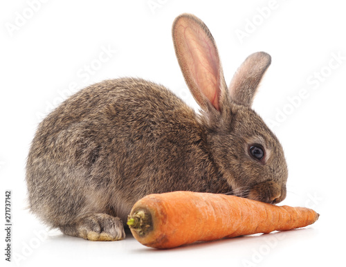 Rabbit and carrot.