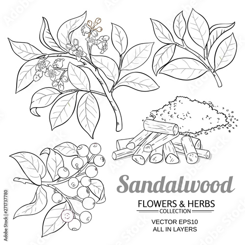 sandalwood vector set photo