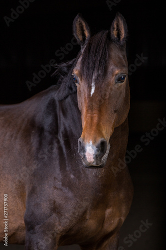 Fototapeta Naklejka Na Ścianę i Meble -  Pferd im Fotostudio vor schwarzem Hintergrund