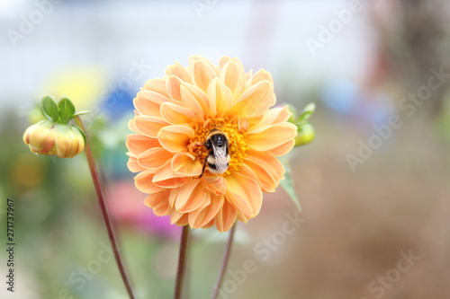 yellow flowers on a black background