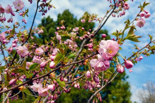 View of the flowering plum in spring or summer, nature background.